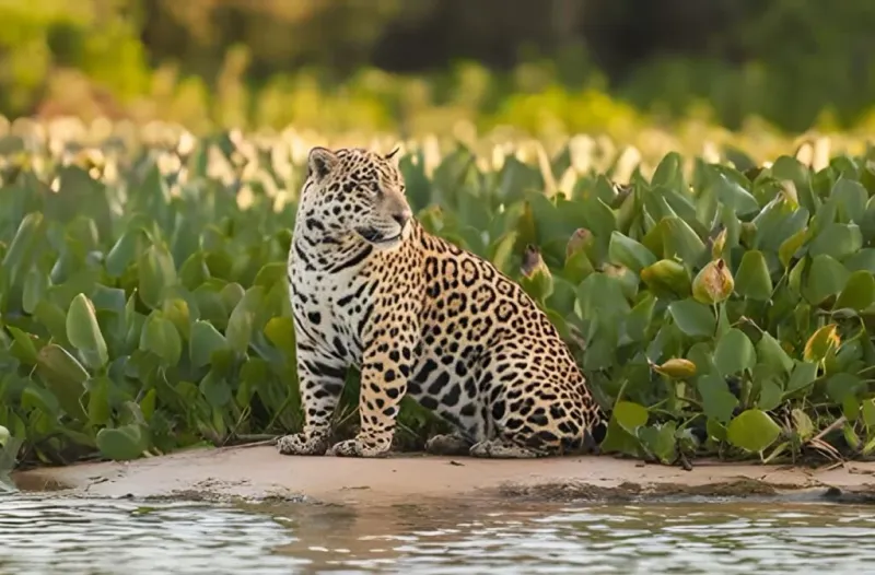 Un-jaguarlike Social Behavior