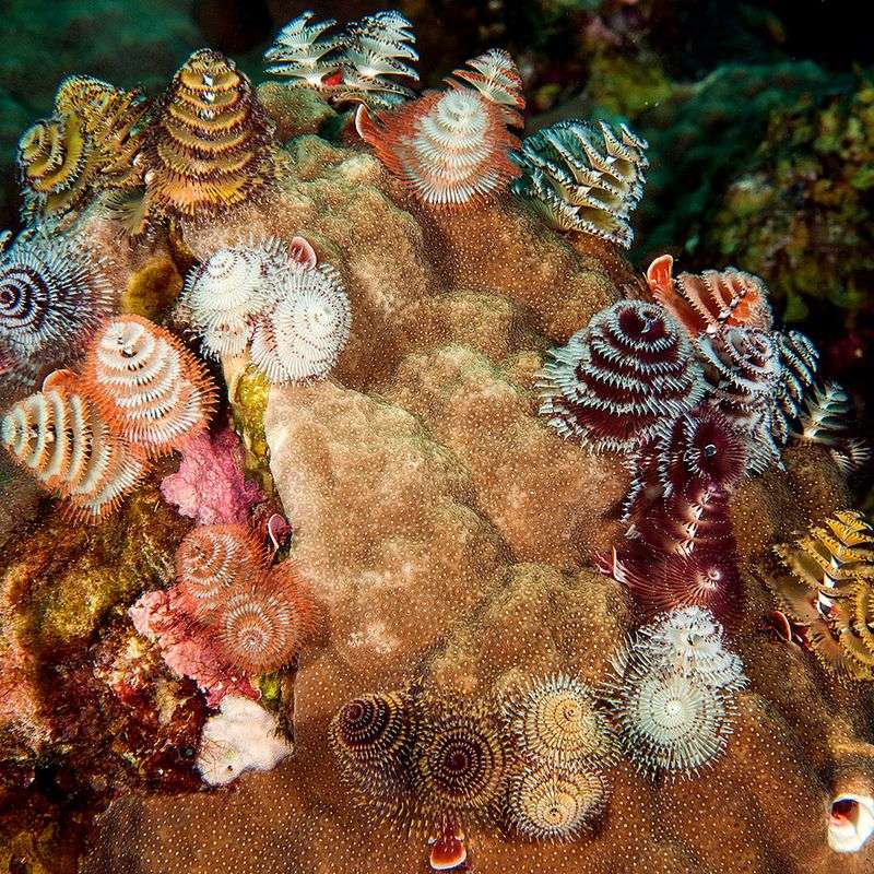Christmas Tree Worm