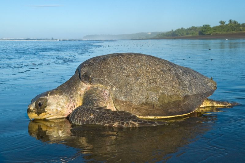Olive Ridley Turtle