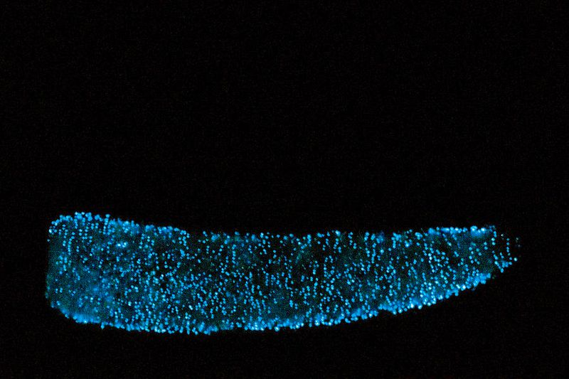 Bioluminescent Glow