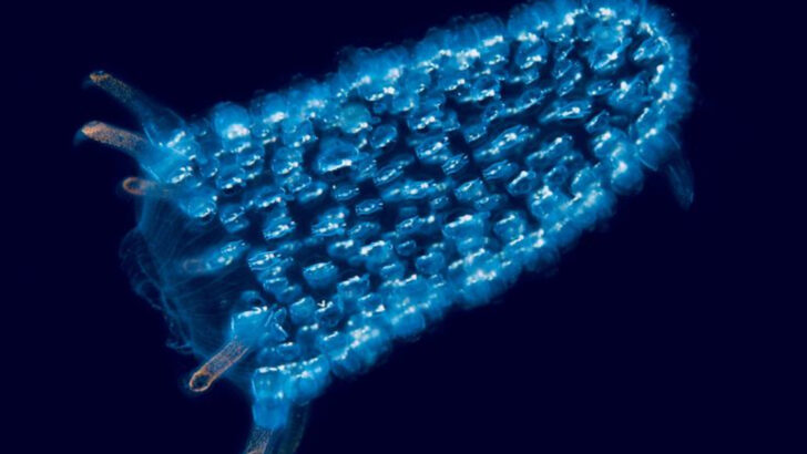 Floating Fireworks: Discovering the Magic of Pyrosomes