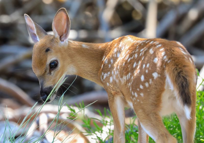 Key Deer