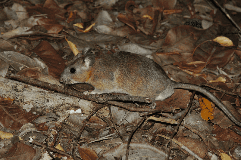 Key Largo Woodrat