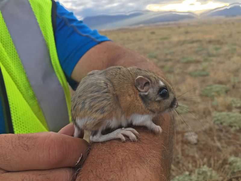 Kangaroo Rat