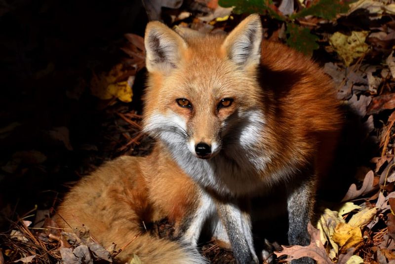 Red Fox