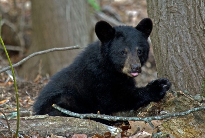 American Black Bear