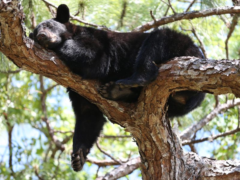 Florida Black Bear