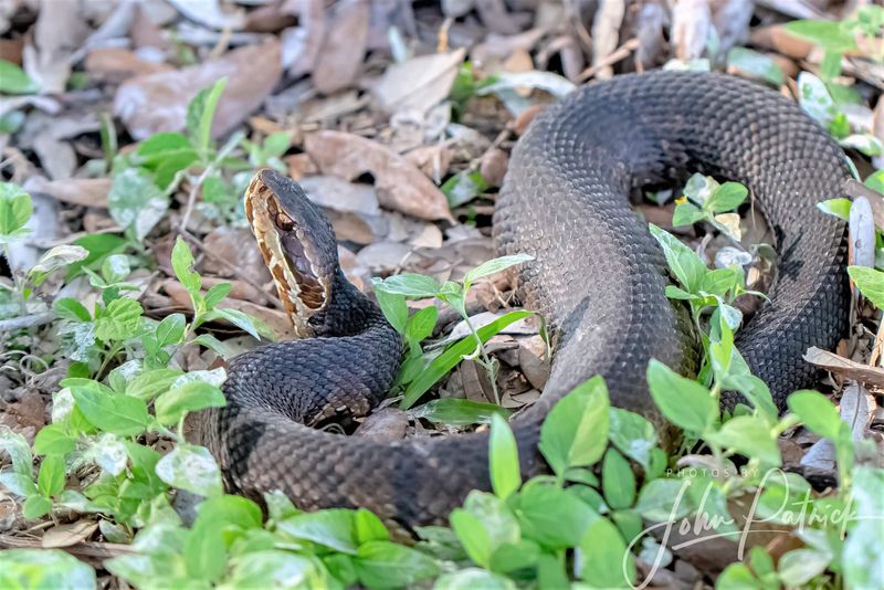 Cottonmouth Snake