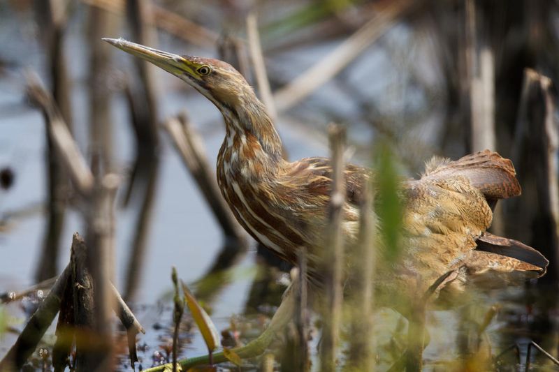 American Bittern