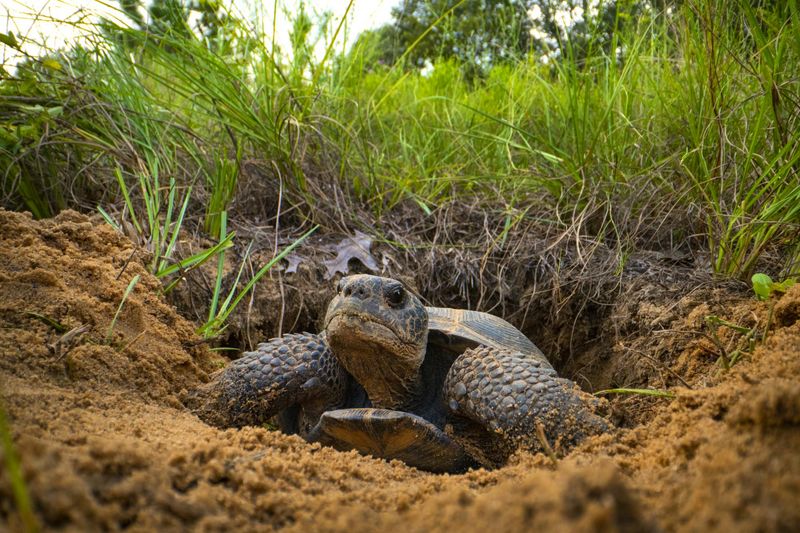 Gopher Tortoise