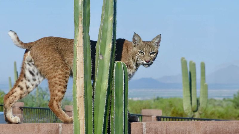 Arizona