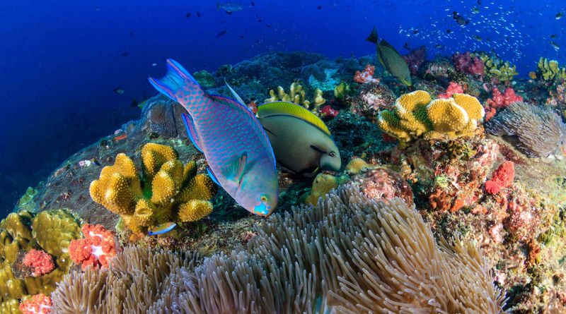 Parrotfish's Coral Craft