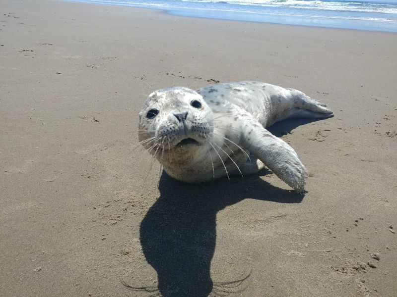 Seal Pup
