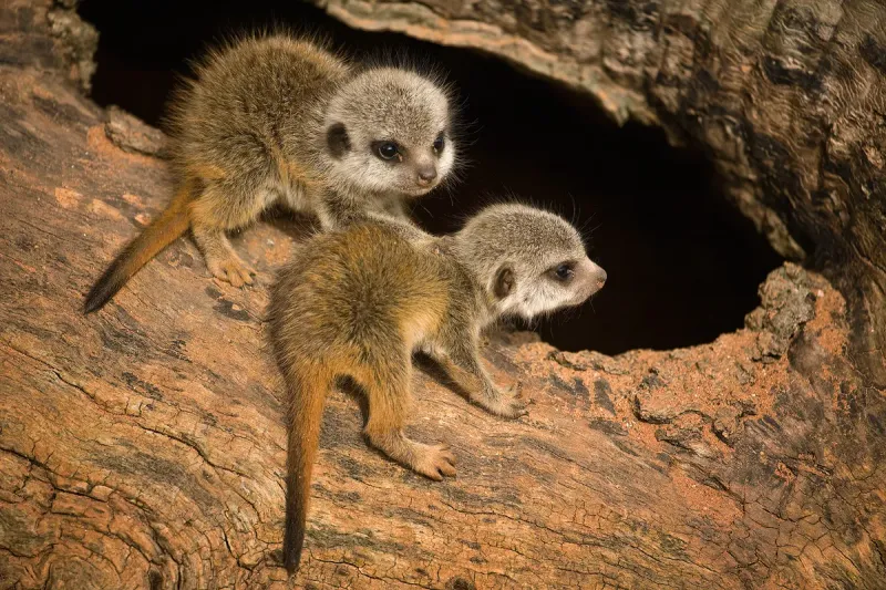 Playful Nature