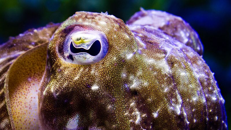 Cuttlefish in Culture