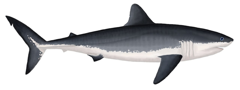 Sharks Once Ruled Inland Seas of North America