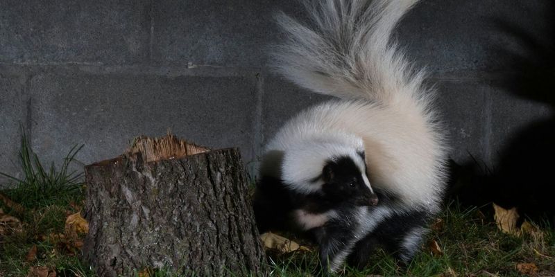 Skunks