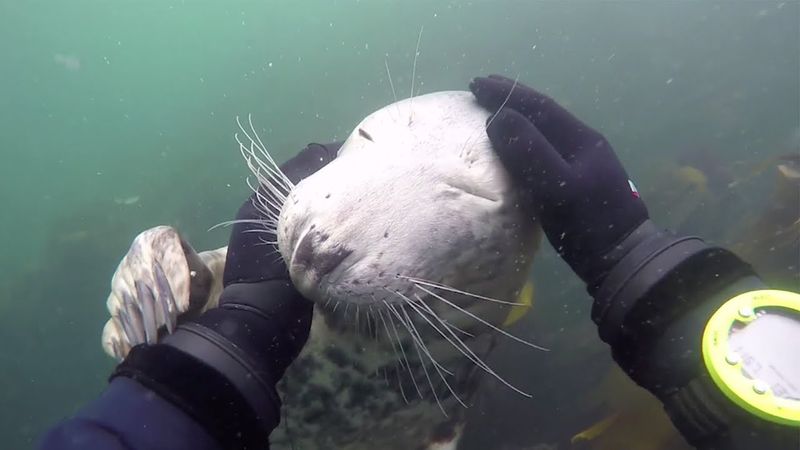 Seals