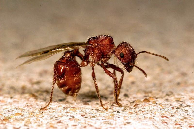 Harvester Ant