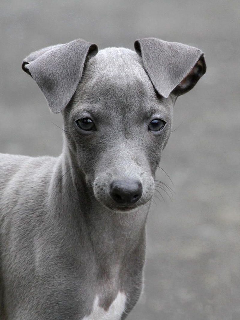 Italian Greyhound