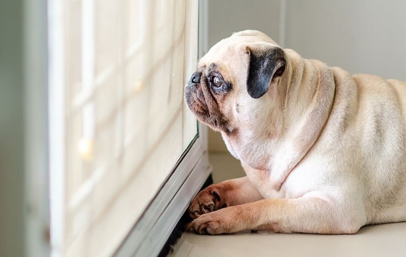 Pug