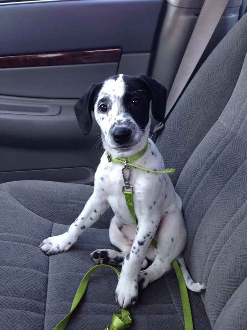 Jack Russell Terrier
