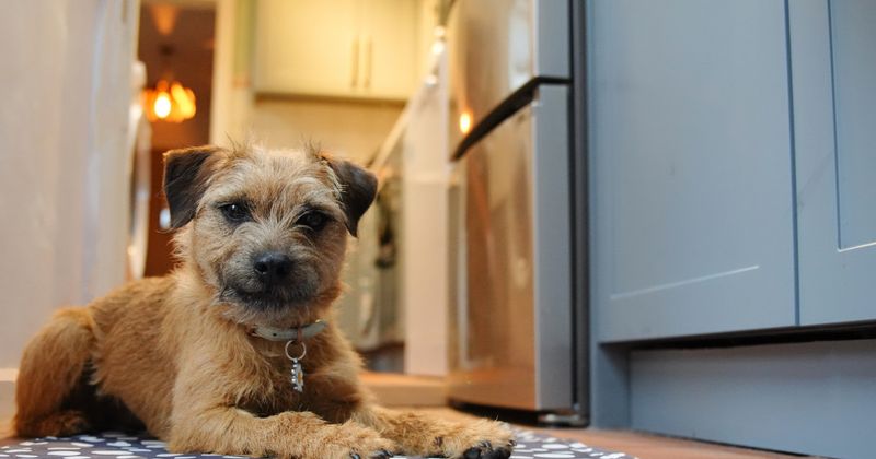 Border Terrier