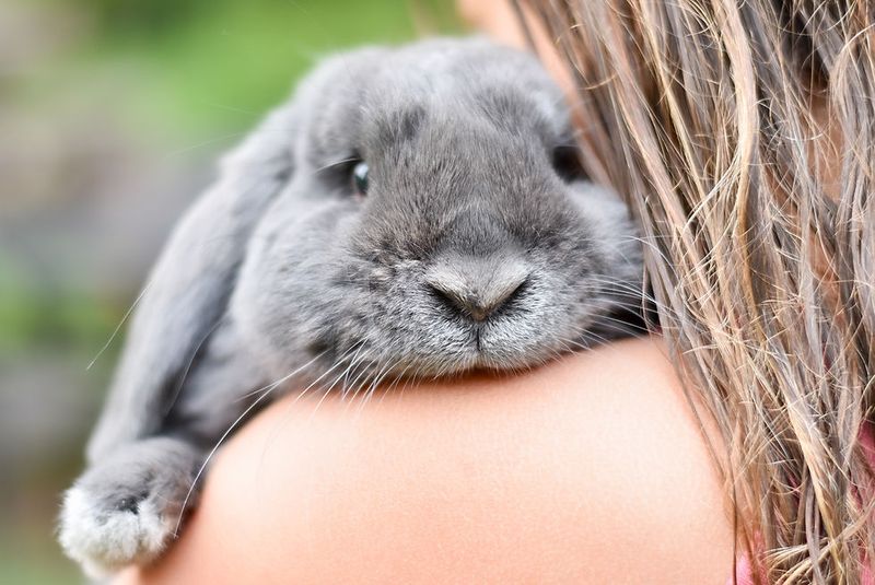 Holland Lop Rabbit