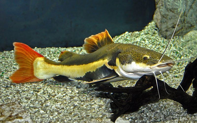 Redtail Catfish