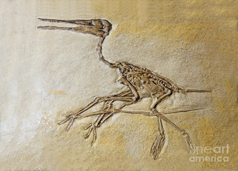 Pterosaur Fossils