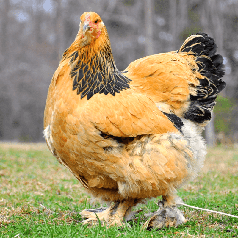 Brahma