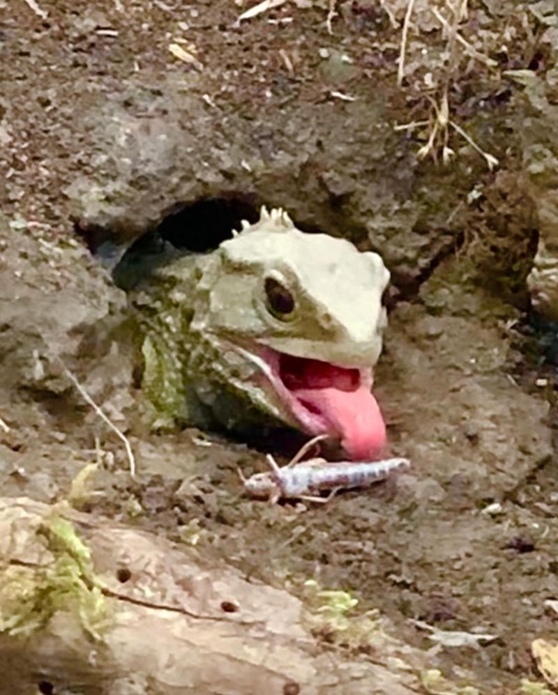Tuatara