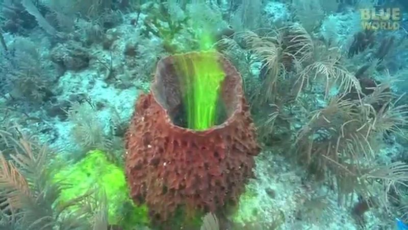 Sponges