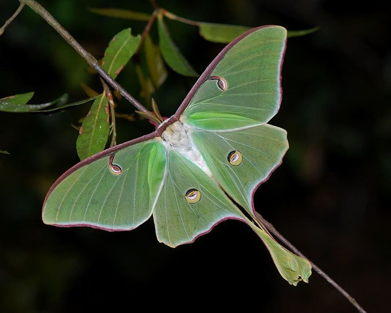Moths