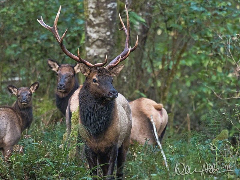 Roosevelt Elk