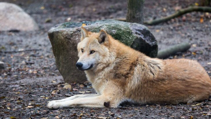 From Moose to Mink: 25 Animals Found in Minnesota’s Wild