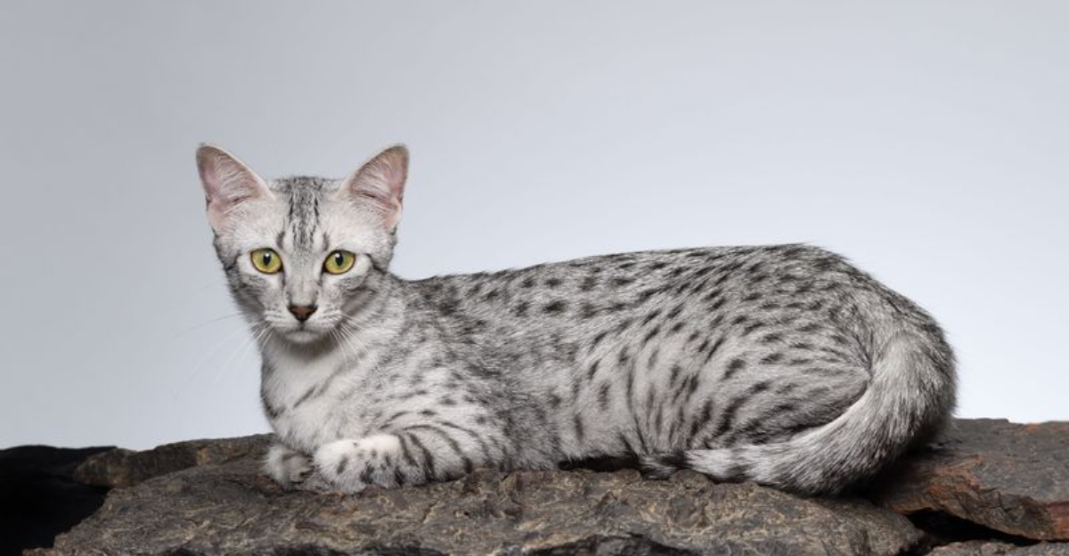 From Spots to Dots: 10 Cat Breeds With Unique Coat Patterns - Exploring ...
