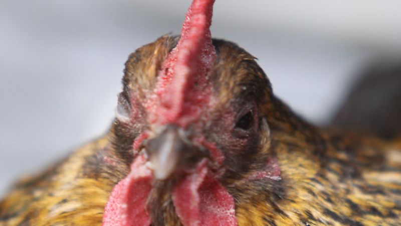 Chicken