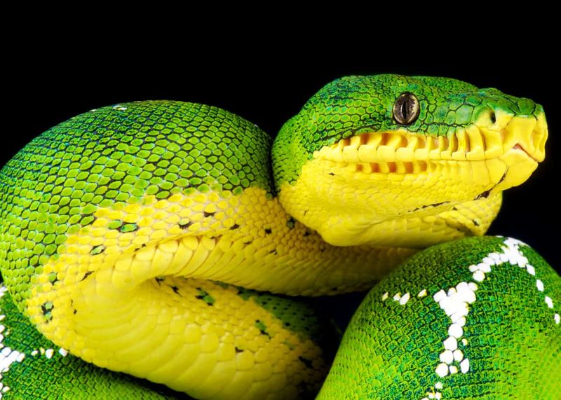 Emerald Tree Boa