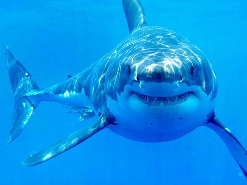 Great White Shark