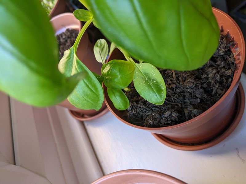 Basil
