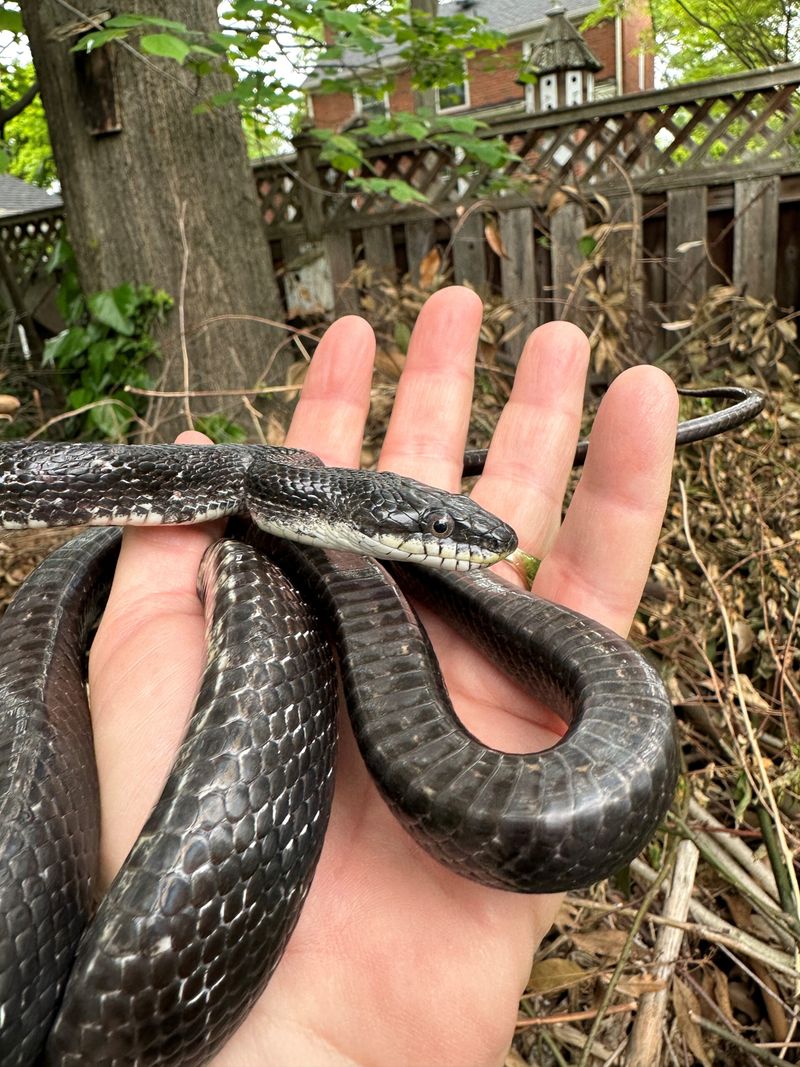 Black Rat Snake