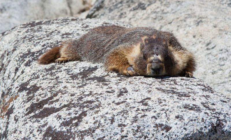 Yellow-bellied Marmot