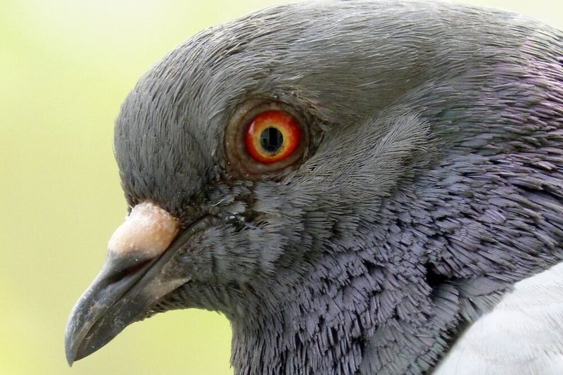 Pigeon