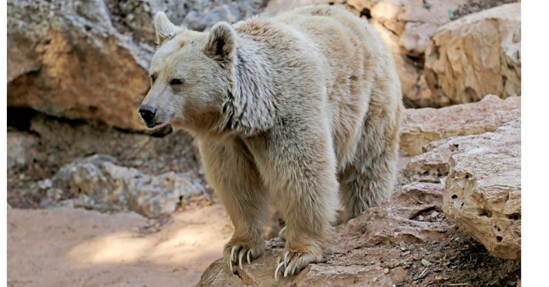Pizzly Bear