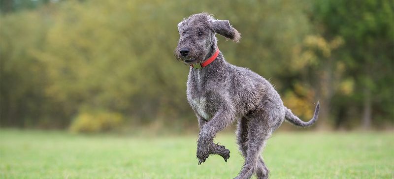 Energetic and Agile