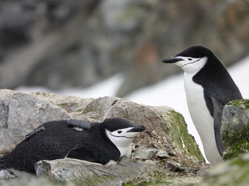 Chinstrap Penguin