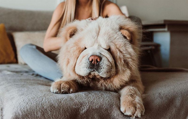 Chow Chow