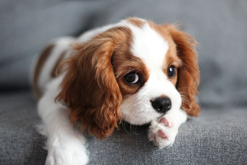 Cavalier King Charles Spaniel