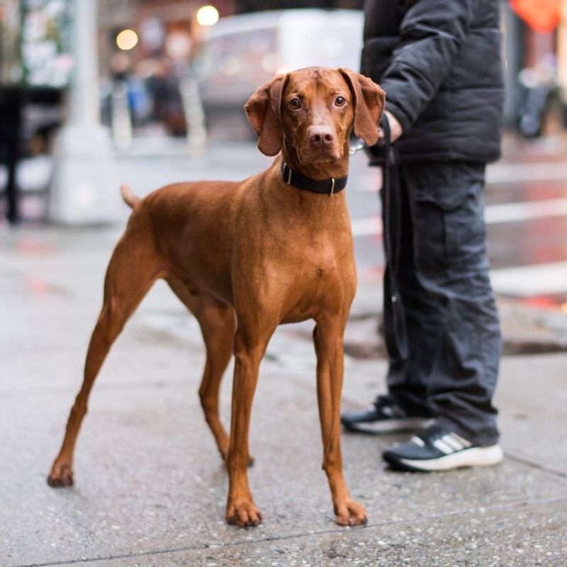 Vizsla